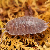 Porcellio “Valencia”